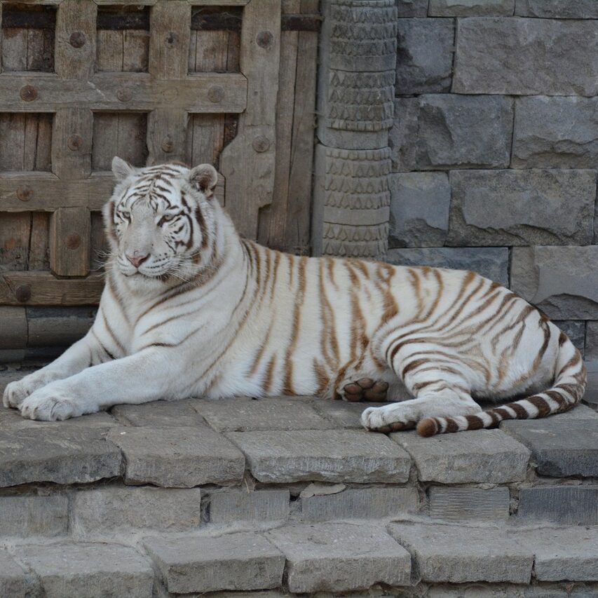 Letnia Szkoła Bengalskiego